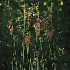 Attēlu rezultāti vaicājumam “Juncus stygius”