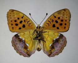 Attēlu rezultāti vaicājumam “Argynnis laodice male”