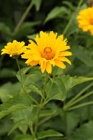 Image result for Heliopsis scabra