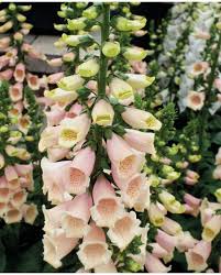 Attēlu rezultāti vaicājumam “Digitalis purpurea fruit”