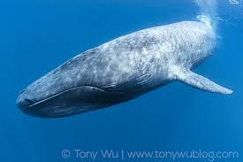 Image result for Balaenoptera musculus