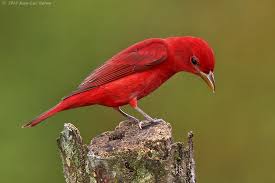 Image result for Piranga rubra