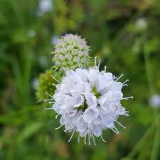 Image result for Succisella inflexa