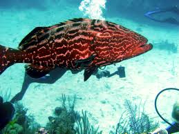 Image result for Epinephelus itajara
