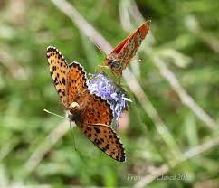 Attēlu rezultāti vaicājumam “Melitaea didyma male”