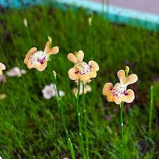 Image result for Utricularia