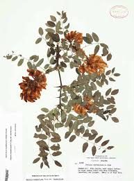 Attēlu rezultāti vaicājumam “Robinia neomexicana”