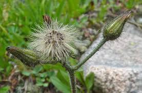 Attēlu rezultāti vaicājumam “Hieracium murorum bud”
