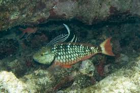 Image result for Sparisoma viride