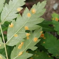 Attēlu rezultāti vaicājumam “Gymnosporangium cornutum”