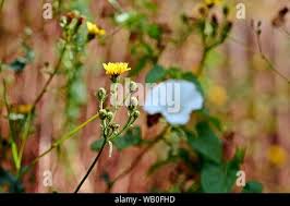 Attēlu rezultāti vaicājumam “Carlina biebersteinii bud”