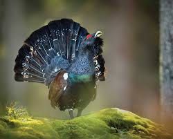 Attēlu rezultāti vaicājumam “Tetrao urogallus”