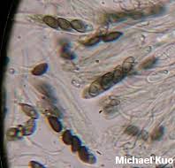 Attēlu rezultāti vaicājumam “Bulgaria inquinans”