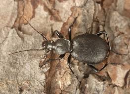 Attēlu rezultāti vaicājumam “Cychrus caraboides”