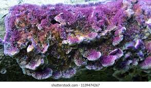 Attēlu rezultāti vaicājumam “Trichaptum biforme”