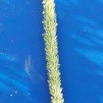 Attēlu rezultāti vaicājumam “Phleum phleoides fruit”