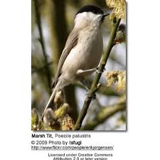 Attēlu rezultāti vaicājumam “Poecile palustris adult”