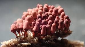 Attēlu rezultāti vaicājumam “Arcyria helvetica young”