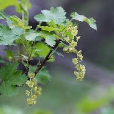 Attēlu rezultāti vaicājumam “Ribes rubrum leaf”