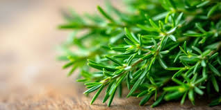 Image result for Rosmarin