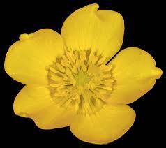Attēlu rezultāti vaicājumam “Ranunculus acris flower”