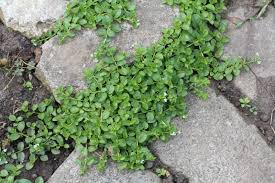 Attēlu rezultāti vaicājumam “Veronica serpyllifolia leaf”