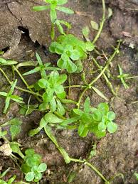 Attēlu rezultāti vaicājumam “Heterotrichia oerstedii (syn. Arcyria oerstedii) sessile”