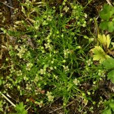 Attēlu rezultāti vaicājumam “Sagina procumbens leaf”
