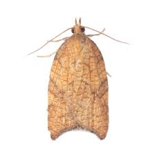 Attēlu rezultāti vaicājumam “Argyresthia albistria”