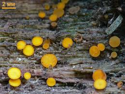 Attēlu rezultāti vaicājumam “Hymenoscyphus calyculus”