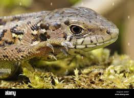 Attēlu rezultāti vaicājumam “Lacerta agilis female”