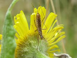 Attēlu rezultāti vaicājumam “Nabis limbatus”