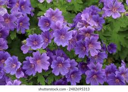 Attēlu rezultāti vaicājumam “Geranium bohemicum leaf”