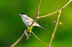 Attēlu rezultāti vaicājumam “Sylvia atricapilla male”