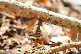 Attēlu rezultāti vaicājumam “Diderma tigrinum young”