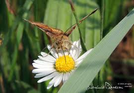 Attēlu rezultāti vaicājumam “Euclidia glyphica”