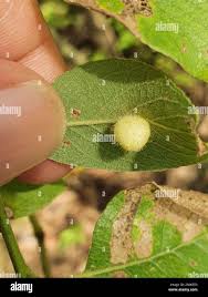 Attēlu rezultāti vaicājumam “Euura pedunculi”