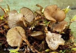 Attēlu rezultāti vaicājumam “Asterodon ferruginosus”