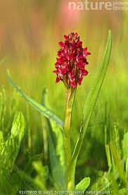 Attēlu rezultāti vaicājumam “Dactylorhiza incarnata flower”