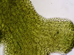 Attēlu rezultāti vaicājumam “Riccardia multifida”