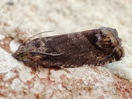 Attēlu rezultāti vaicājumam “Cydia splendana”