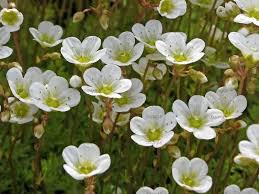 Image result for Steinbrech