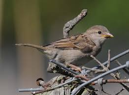 Attēlu rezultāti vaicājumam “Passer domesticus juvenile”