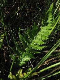Attēlu rezultāti vaicājumam “Dryopteris cristata”