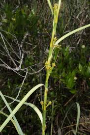 Attēlu rezultāti vaicājumam “Cladium mariscus”