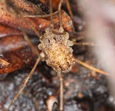 Attēlu rezultāti vaicājumam “Lophopilio palpinalis”