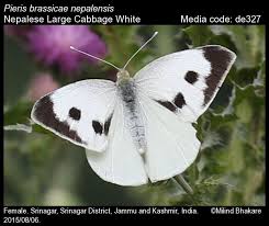 Attēlu rezultāti vaicājumam “Pieris brassicae female”