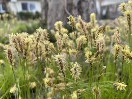 Attēlu rezultāti vaicājumam “Carex paupercula”