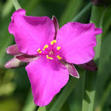 Attēlu rezultāti vaicājumam “Tradescantia virginiana flower”