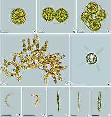 Attēlu rezultāti vaicājumam “Chlorophyta”